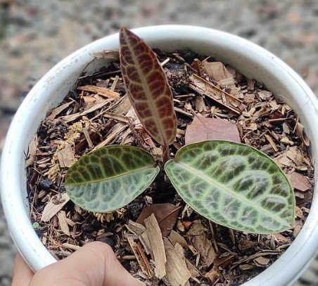 Labisia Sp Turtle Back Plant Rare Flower Garden Home Live Plant Rare Garden #MPS