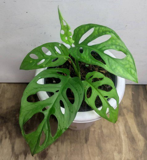 Vibrant Monstera Obliqua Plant Rare Flower Garden Home Live Plant Rare Garden #MPS
