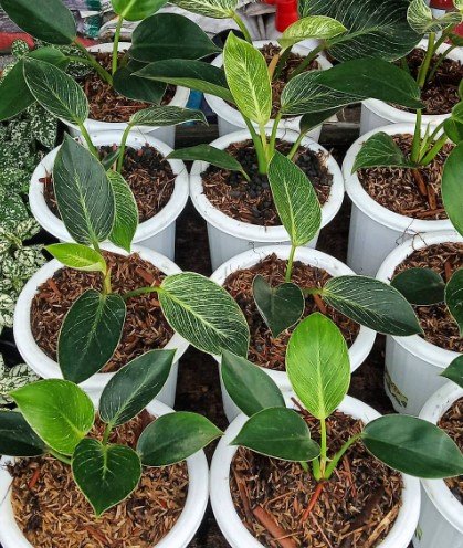Philodendron Birkin galaxy Plant Rare Flower Garden Home Live Plant Rare Garden #MPS