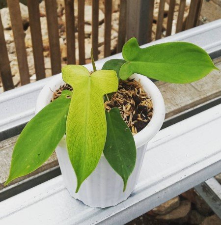 Philodendron violin Plant Rare Flower Garden Home Live Plant Rare Garden #MPS