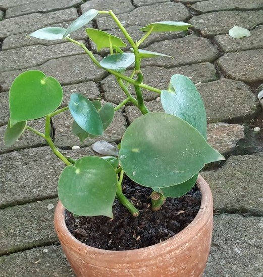 Peperomia Polybotrya Raindrop Plant Rare Flower Garden Home Live Plant Rare Garden #MPS