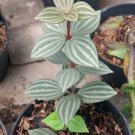 peperomia quadrangularis Plant Rare Flower Garden Home Live Plant Rare Garden #MPS