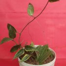Hoya macrophylla Variegated Plant Rare Flower Garden Home Live Plant Rare Garden #MPS