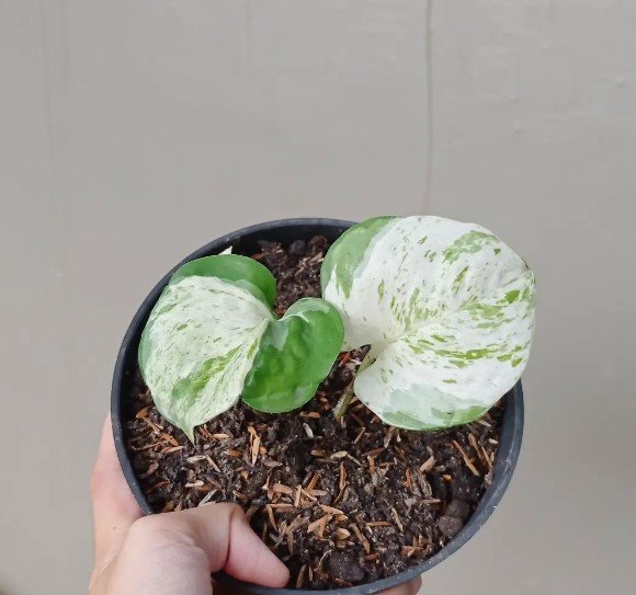 Manjula Pothos Plant Rare Flower Garden Home Live Plant Rare Garden #MPS