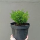 asparagus sprenger Plant Rare Flower Garden Home Live Plant Rare Garden #MPS