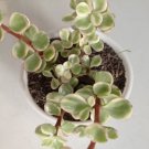Variegated Rainbow Portulacaria Afra Plant Rare Flower Garden Home Live Plant Rare Garden #MPS