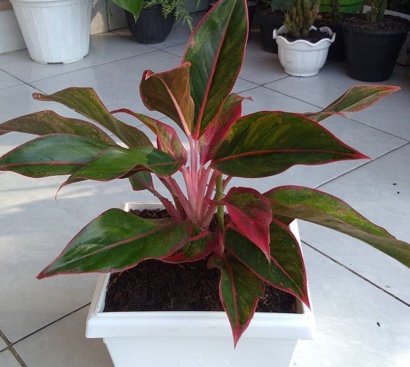 Aglaonema Siam aurora Red Plant Rare Flower Garden Home Live Plant Rare Garden #MPS