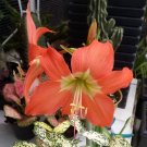 10Seeds Amaryllis Barbados Lily Plant Rare Flower Garden Home Live Plant Rare Garden #MPS