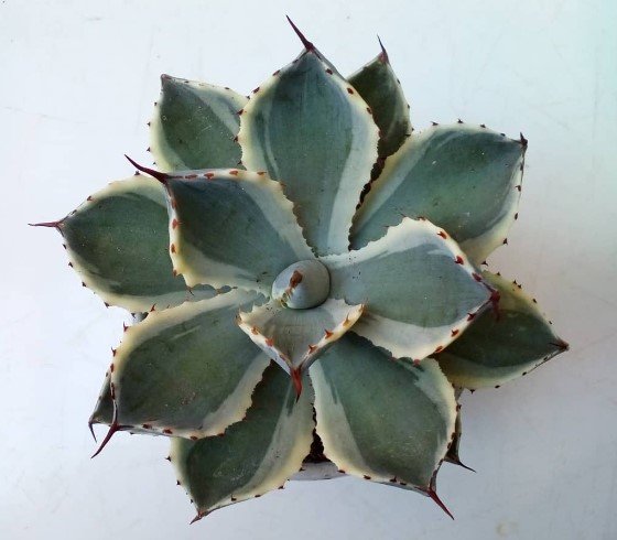 Dwarf Agave Applanata Cream Spike Plant Rare Flower Garden Home Live Plant Rare Garden #MPS
