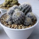 Mammillaria Prolifera Plant Rare Flower Garden Home Live Plant Rare Garden #MPS