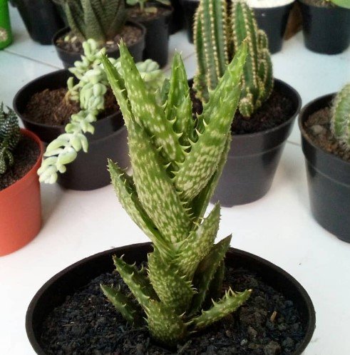 Aloe Juvenna Tiger Tooth Plant Rare Flower Garden Home Live Plant Rare Garden #MPS