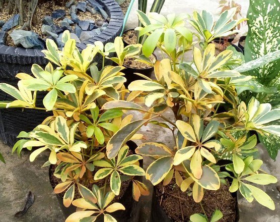 Schefflera trinette Plant Rare Flower Garden Home Live Plant Rare Garden #MPS