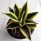 Sansivera Pagoda Variegated Plant Rare Flower Garden Home Live Plant Rare Garden #MPS