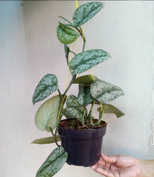 Scindapsus Silver Exotica Plant Rare Flower Garden Home Live Plant Rare Garden #MPS