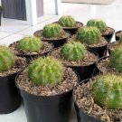 cactus echenopsis Plant Rare Flower Garden Home Live Plant Rare Garden #MPS
