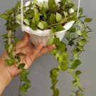 Hoya Lacunosa Plant Rare Flower Garden Home Live Plant Rare Garden #MPS