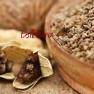 100% Natural Pure Carom Seed / Ajwain Spice Herb Best Quality From India