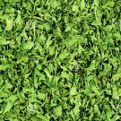100%  Natural Dried Parsley leaves Herb / Spice from India