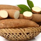 fresh natural cassava