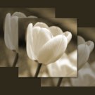 Tulip 6 14x11 Unframed Photo Print