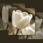 Tulip 6 14x11 Unframed Photo Print