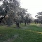 5lt Greek Thassos Pure Organic Extra Virgin Olive Oil High Phenolic Cold Pressed