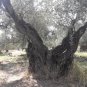 5lt Greek Thassos Pure Organic Extra Virgin Olive Oil High Phenolic Cold Pressed