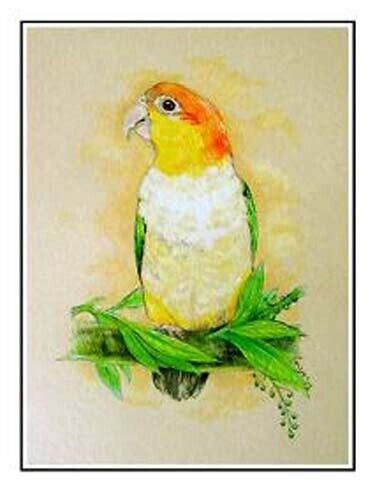White Bellied Caique Parrot Signed Print From Michelle J.A. McIntyre New