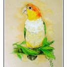 White Bellied Caique Parrot Signed Print From Michelle J.A. McIntyre New White Bellied Caique Parrot Signed Print From Michelle J.A. McIntyre New
