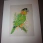 Black Headed Caique Parrot Signed Print From Michelle J.A. McIntyre New