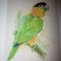 Black Headed Caique Parrot Signed Print From Michelle J.A. McIntyre New