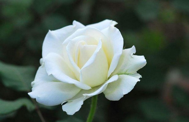 60 PCS white rose seeds Easy to live flowers