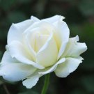 60 PCS white rose seeds Easy to live flowers