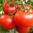100 large delicious tomatoes/tomato seeds! Non transgenic, Vegetable seeds