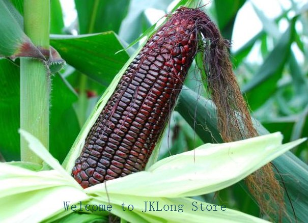 60 Black corn seeds, Vegetable seeds