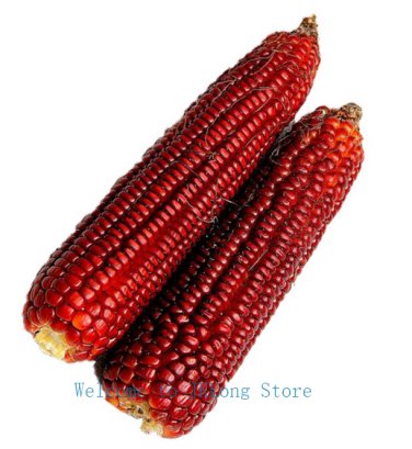 60 Red Corn Seeds Vegetable Seeds