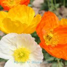 50 pcs big mutli-colors  Poppy Flower seeds