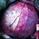 3g Purple cabbage Cabbage  seeds ! fresh Vegetables seeds