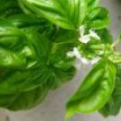 Basil Sweet