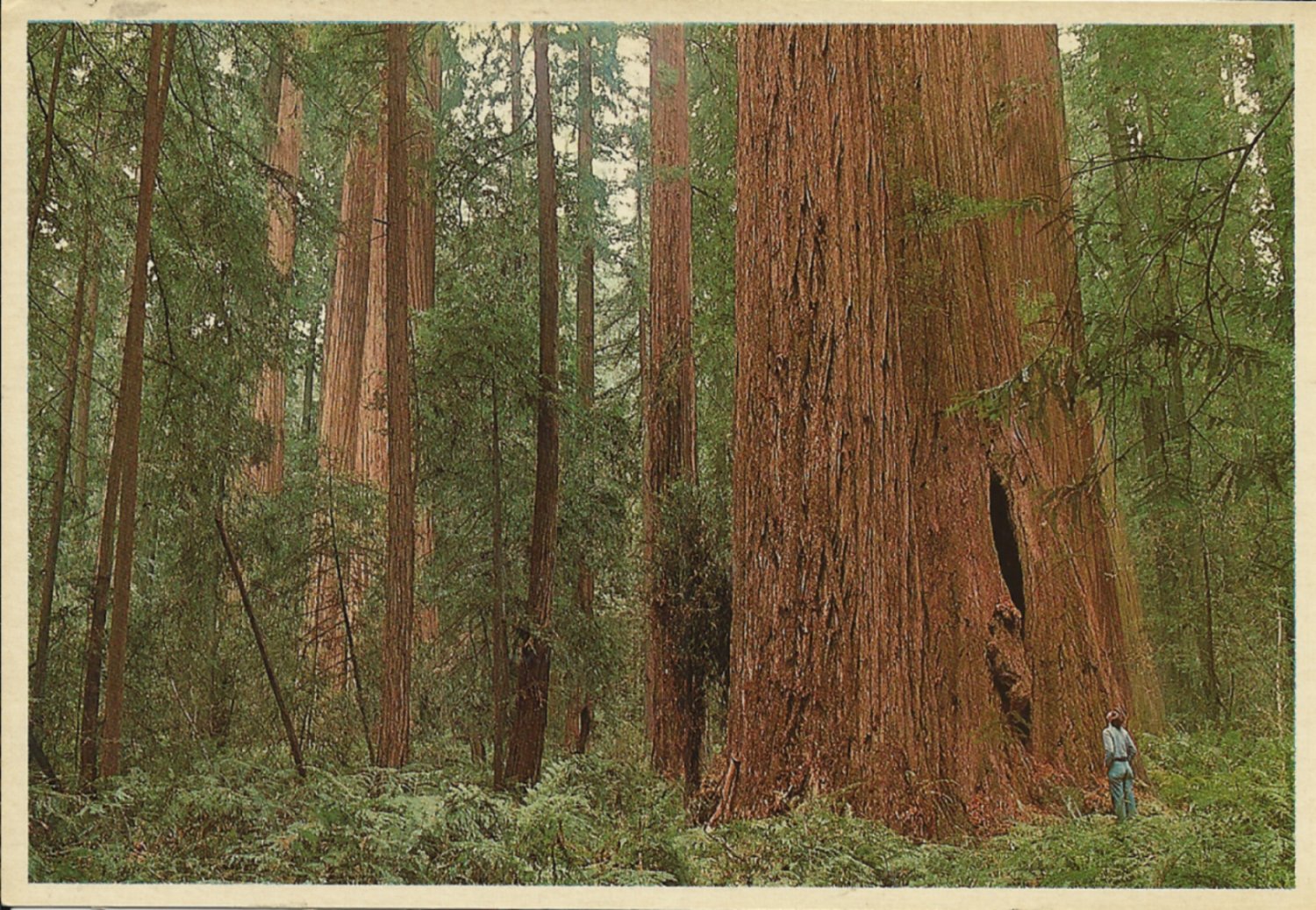 FOUNDERS GROVE HUMBOLDT REDWOODS VINTAGE COLOR POSTCARD 1984 UNUSED