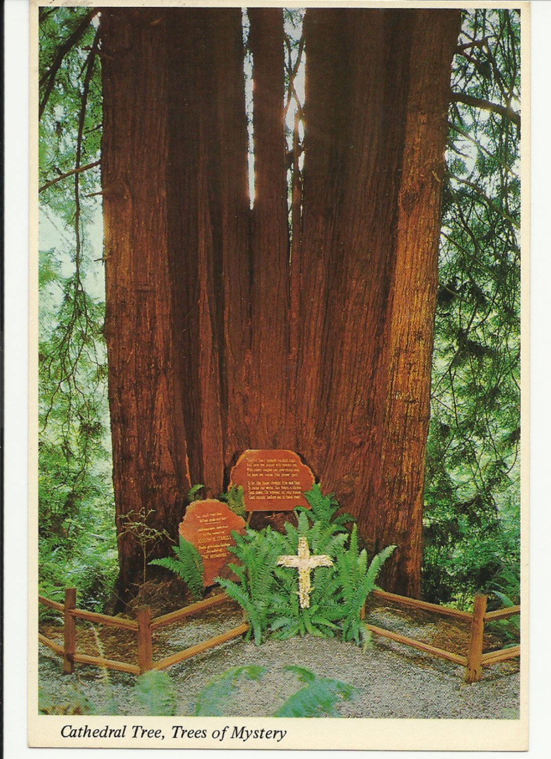 CATHEDRAL TREE TREES OF MYSTERY CALIFORNIA VINTAGE COLOR POSTCARD