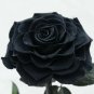 Forever Rose Flowers Black Glass Doom Birthday Valentines Day Gothic Halloween