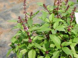 Vegetable Herb seeds : Bulk Thai Basil seeds for agriculture ( Rau Que) 1000 seeds