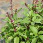 Vegetable Herb seeds : Bulk Thai Basil seeds for agriculture ( Rau Que) 1000 seeds