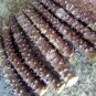 TINOSPORA CORDIFOLIA 5 CUTTING TINOSPORA CORDIFOLIA HEART-LEAVED MOONSEED GUDUCHI HERB PLANT FRESH