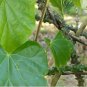 TINOSPORA CORDIFOLIA 5 CUTTING TINOSPORA CORDIFOLIA HEART-LEAVED MOONSEED GUDUCHI HERB PLANT FRESH
