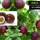 Purple Passion fruit Seeds (Passiflora edulis) 50 seed for The Gardener & Rare Seed Collector