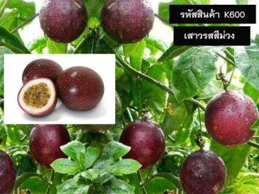 Purple Passion fruit Seeds (Passiflora edulis) 50 seed for The Gardener & Rare Seed Collector