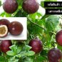 Purple Passion fruit Seeds (Passiflora edulis) 50 seed for The Gardener & Rare Seed Collector