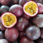Purple Passion fruit Seeds (Passiflora edulis) 50 seed for The Gardener & Rare Seed Collector